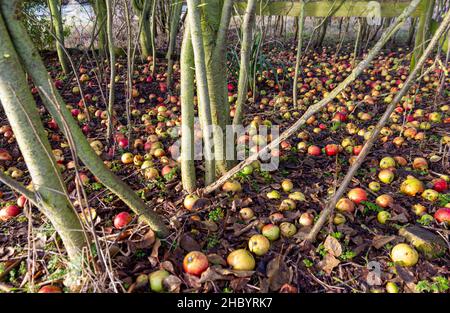 Winter Windfall Äpfel Cambridgeshire Stockfoto