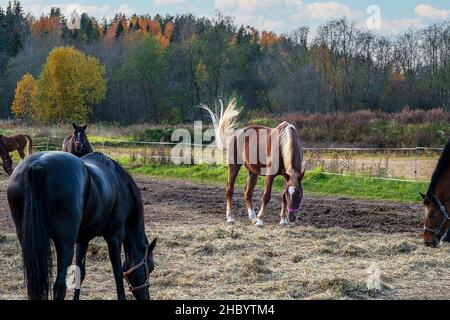 Am Herbsttag grasen mehrere Pferde im Fahrerlager vor dem Hintergrund von Waldbäumen in der Ferne. Selektiver Fokus. Stockfoto