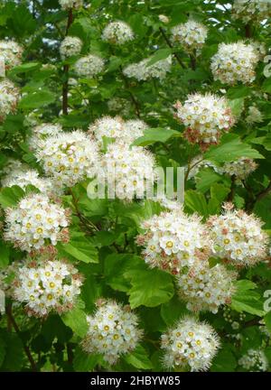 Der Mai-Dornbusch blüht im Frühling. Natürliche Schönheit in der Natur.schöner natürlicher Hintergrund Stockfoto