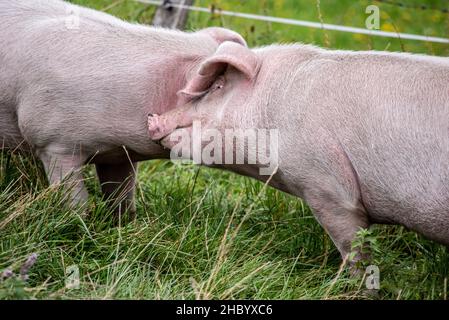 Zwei Schweine, die sich auf einer Graswiese in den österreichischen Alpen amüsieren Stockfoto