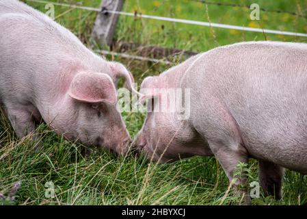 Zwei Schweine, die sich auf einer Graswiese in den österreichischen Alpen amüsieren Stockfoto