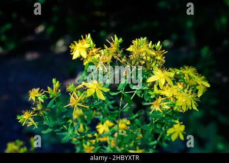 Viele zarte gelbe Blüten der Hypericum perforatum Pflanze, allgemein bekannt als Perforat oder Johanniskraut, in einem Garten an einem sonnigen Frühlingstag Stockfoto