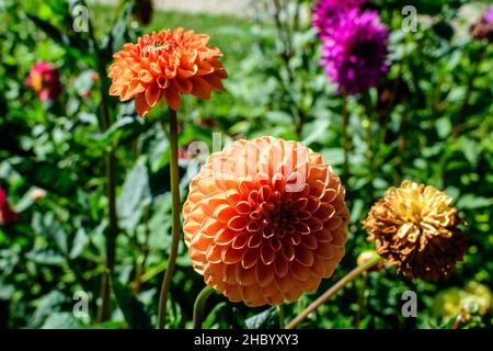 Nahaufnahme einer schönen großen, leuchtend orangefarbenen Dahlia-Blume in voller Blüte auf verschwommenem grünem Hintergrund, fotografiert mit weichem Fokus in einem Garten in einem Su Stockfoto