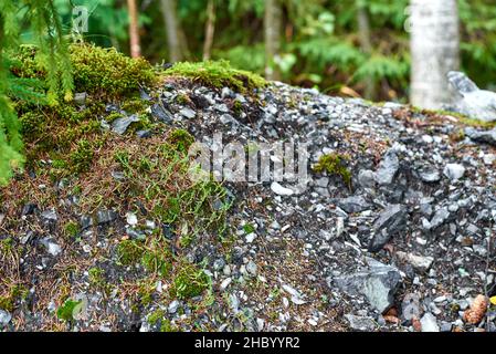 Kleine grüne Pflanzen und Marmorkiesel im Ruskeala Mountain Park, Karelia Stockfoto