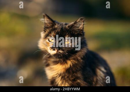 Nette Obdachlose streunende tricolor Katze auf Natur Hintergrund. Außenportrait der traurigen obdachlosen Katze auf grünem Rasen. Stockfoto