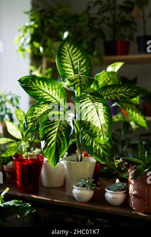 Floristen- oder Botanikkonzept: Dekorative Pflanzen in Töpfen auf einem Tisch im Blumenladen. Künstliche Pflanzen im Inneren des Gewächshauses. Natürliche Flora Hintergrund. Hochwertige Fotos Stockfoto