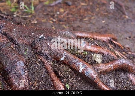 Der Teil des Wurzelsystems eines Baumes, der unter dem Boden hervorgekommen ist. Es sieht aus wie ein Hühnerbein. Stockfoto