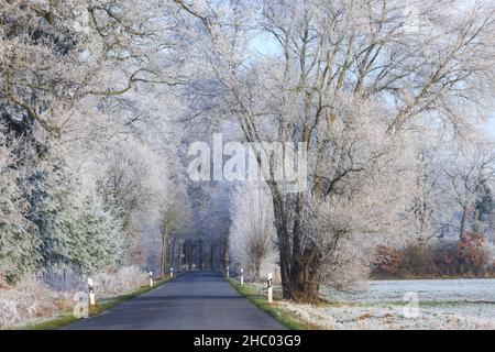 Münsterland, NRW, Deutschland. 22nd Dez 2021. Das plötzliche kältere Wetter hat eine dicke Schicht anhaltendem Frost auf Bäumen und Wiesen hervorgebracht, die das Münsterland bei Dülmen in ein malerisches Winterwunderland mit herrlichem Sonnenschein verwandelt. Der Kälteeinbruch soll bis morgen fortgesetzt werden, wenn milderes Wetter zurückkehrt. Kredit: Imageplotter/Alamy Live Nachrichten Stockfoto