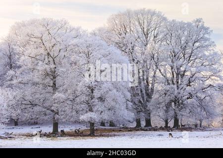 Münsterland, NRW, Deutschland. 22nd Dez 2021. Damwild suchen auf dem Boden nach Nahrung. Das plötzliche kältere Wetter hat eine dicke Schicht anhaltendem Frost auf Bäumen und Wiesen hervorgebracht, die das Münsterland bei Dülmen in ein malerisches Winterwunderland mit herrlichem Sonnenschein verwandelt. Der Kälteeinbruch soll bis morgen fortgesetzt werden, wenn milderes Wetter zurückkehrt. Kredit: Imageplotter/Alamy Live Nachrichten Stockfoto