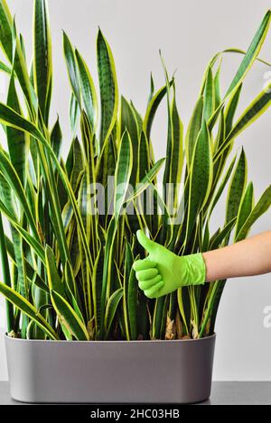 Die Hand in einem grünen Handschuh zeigt nach der Pflege und dem Bewässern einer Zimmerpflanze ein Daumen nach oben Stockfoto