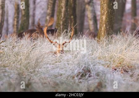 Münsterland, NRW, Deutschland. 22nd Dez 2021. Damhirsch buckt im frostigen Gras. Das plötzliche kältere Wetter hat eine dicke Schicht anhaltendem Frost auf Bäumen und Wiesen hervorgebracht, die das Münsterland bei Dülmen in ein malerisches Winterwunderland mit herrlichem Sonnenschein verwandelt. Der Kälteeinbruch soll bis morgen fortgesetzt werden, wenn milderes Wetter zurückkehrt. Kredit: Imageplotter/Alamy Live Nachrichten Stockfoto