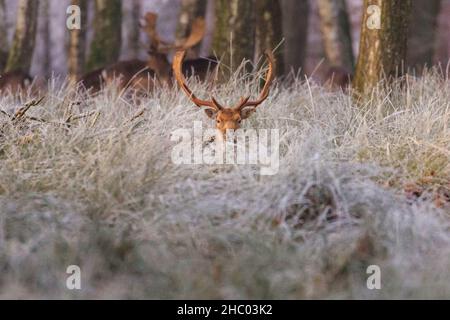 Münsterland, NRW, Deutschland. 22nd Dez 2021. Damhirsch buckt im frostigen Gras. Das plötzliche kältere Wetter hat eine dicke Schicht anhaltendem Frost auf Bäumen und Wiesen hervorgebracht, die das Münsterland bei Dülmen in ein malerisches Winterwunderland mit herrlichem Sonnenschein verwandelt. Der Kälteeinbruch soll bis morgen fortgesetzt werden, wenn milderes Wetter zurückkehrt. Kredit: Imageplotter/Alamy Live Nachrichten Stockfoto