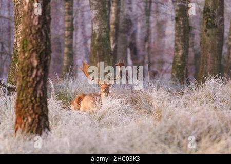 Münsterland, NRW, Deutschland. 22nd Dez 2021. Damhirsch buckt im frostigen Gras. Das plötzliche kältere Wetter hat eine dicke Schicht anhaltendem Frost auf Bäumen und Wiesen hervorgebracht, die das Münsterland bei Dülmen in ein malerisches Winterwunderland mit herrlichem Sonnenschein verwandelt. Der Kälteeinbruch soll bis morgen fortgesetzt werden, wenn milderes Wetter zurückkehrt. Kredit: Imageplotter/Alamy Live Nachrichten Stockfoto