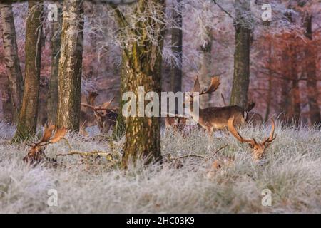 Münsterland, NRW, Deutschland. 22nd Dez 2021. Damhirsch buckt im frostigen Gras. Das plötzliche kältere Wetter hat eine dicke Schicht anhaltendem Frost auf Bäumen und Wiesen hervorgebracht, die das Münsterland bei Dülmen in ein malerisches Winterwunderland mit herrlichem Sonnenschein verwandelt. Der Kälteeinbruch soll bis morgen fortgesetzt werden, wenn milderes Wetter zurückkehrt. Kredit: Imageplotter/Alamy Live Nachrichten Stockfoto