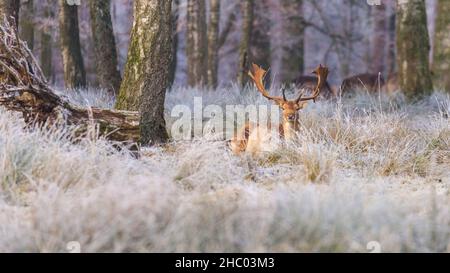 Münsterland, NRW, Deutschland. 22nd Dez 2021. Damhirsch buckt im frostigen Gras. Das plötzliche kältere Wetter hat eine dicke Schicht anhaltendem Frost auf Bäumen und Wiesen hervorgebracht, die das Münsterland bei Dülmen in ein malerisches Winterwunderland mit herrlichem Sonnenschein verwandelt. Der Kälteeinbruch soll bis morgen fortgesetzt werden, wenn milderes Wetter zurückkehrt. Kredit: Imageplotter/Alamy Live Nachrichten Stockfoto