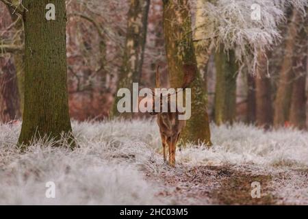 Münsterland, NRW, Deutschland. 22nd Dez 2021. Damhirsch buckt im frostigen Gras. Das plötzliche kältere Wetter hat eine dicke Schicht anhaltendem Frost auf Bäumen und Wiesen hervorgebracht, die das Münsterland bei Dülmen in ein malerisches Winterwunderland mit herrlichem Sonnenschein verwandelt. Der Kälteeinbruch soll bis morgen fortgesetzt werden, wenn milderes Wetter zurückkehrt. Kredit: Imageplotter/Alamy Live Nachrichten Stockfoto