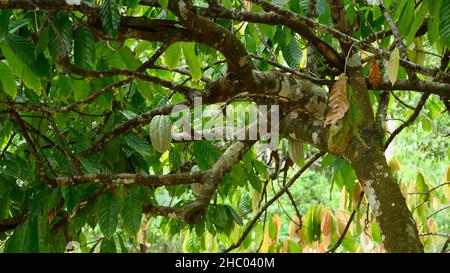 Das Foto zeigt einen Kakaobaum. Der exotische Baum hat viele gelbe Kakaofrüchte. Sie können auch ehrlich sehen, wie tropische Früchte, ihre Blätter und Zweige g Stockfoto