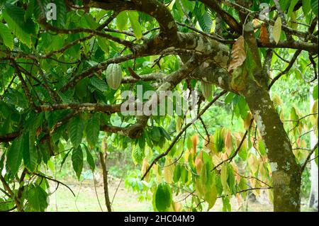 Das Foto zeigt einen Kakaobaum. Der exotische Baum hat viele gelbe Kakaofrüchte. Sie können auch ehrlich sehen, wie tropische Früchte, ihre Blätter und Zweige g Stockfoto