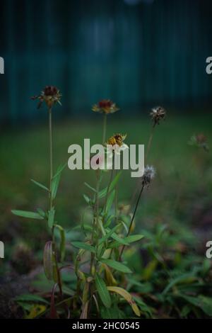 Trockene Herbstblumen wachsen im Garten. Blauer Zaun und grünes Gras auf dem Hintergrund. Kunstkarte. Stockfoto