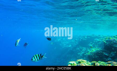 Hauptfische (Abudefduf vaigiensis) schwimmen im Roten Meer langsam durch Korallen Stockfoto