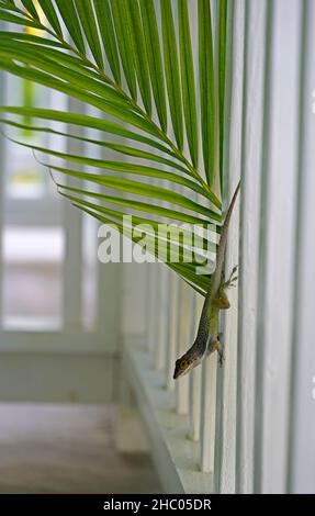 Grüne Eidechse und großes grünes Palmenblatt Stockfoto