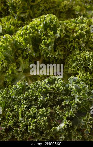 Grünkohl oder Grünblattkohl, Vollbild der lockigen Blätter, gesundes, vitaminreiches Wintergemüse, Kopierraum, ausgewählter Fokus, enge Tiefe Stockfoto