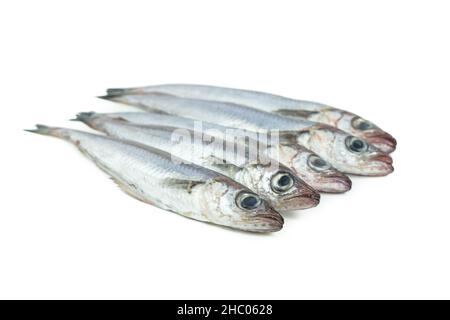 Frischer blauer Wittling auf weißem Hintergrund. Frischer Fisch. Speicherplatz kopieren. Fünf Wittling. Stockfoto