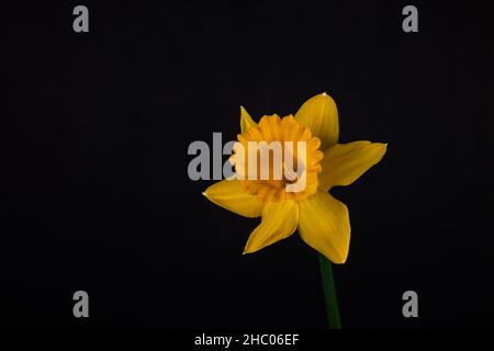 Einzelne gelbe Narzisse isoliert auf schwarzem Hintergrund. Stockfoto