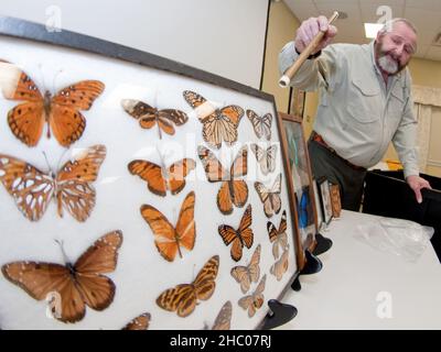 Waldwick - 01. MÄRZ - Rick Mikula weist in seiner Schmetterlingssammlung auf einige Besonderheiten hin. Waldwick Library Butterfly Guy Rick Mikula . FOTO VON JIM DEL Stockfoto