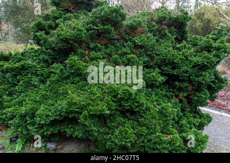 Tiefgrünes Laub der chemaecyparis obtusa nana oder Hinokzytenspresse Stockfoto