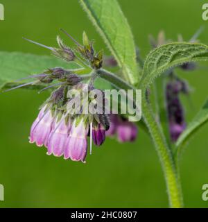 Nahaufnahme der blühenden Beinwell (symphytum officinale) Blumen Stockfoto