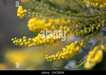 Nahaufnahme, isoliert von den duftenden gelben Blüten des Mahonia x media buckland Strauch Stockfoto