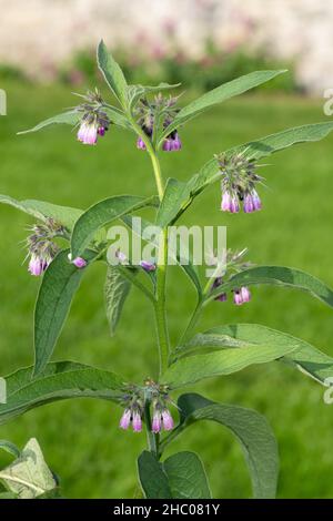 Nahaufnahme der blühenden Beinwell (symphytum officinale) Blumen Stockfoto