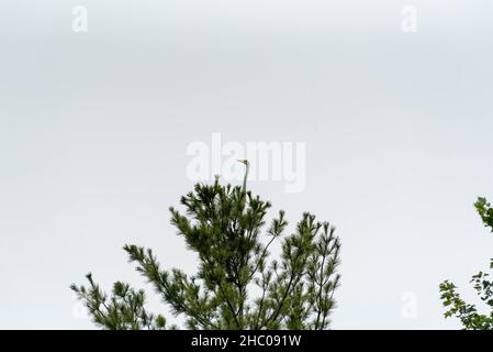 Großreiher oder Großreiher thronen hoch oben in einer Kiefer. Stockfoto