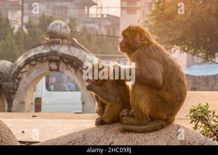 Eine Mutter und ein Baby Rhesus makaque essen an einer Wand im Swayambhunath-Tempelkomplex, Kathmandu, Nepal. Stockfoto