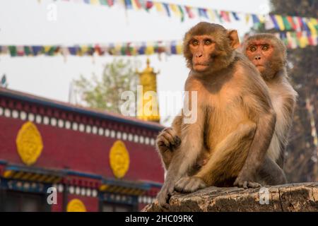 Zwei Rhesus-Makaken sitzen an einer Wand vor einem Kloster im Swayambhunath-Tempelkomplex in Kathmandu, Nepal. Stockfoto