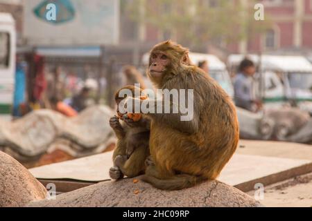 Eine Mutter und ein Baby Rhesus makaque essen an einer Wand im Swayambhunath-Tempelkomplex, Kathmandu, Nepal. Stockfoto