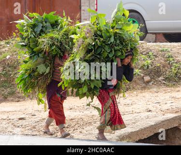 Zwei nepalesische Frauen tragen in Kathmandu, Nepal, schwere Mengen an Vegetation für Tierfutter auf ihrem Rücken. Stockfoto