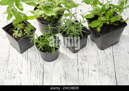 Frische Heilkräuter, gesunde Pflanzen zum Heilen und Kochen. Salbei, Rosmarin, Lavendel, Minze und Salbei in Töpfen auf weißem Tischhintergrund. Stockfoto