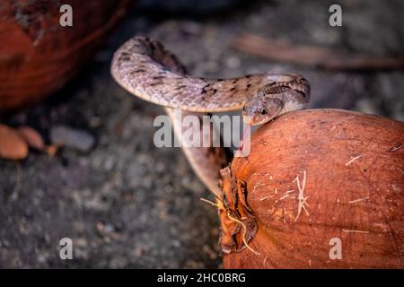 Schlange und Kokosnüsse in Nakhon Nayok, Thailand. Stockfoto