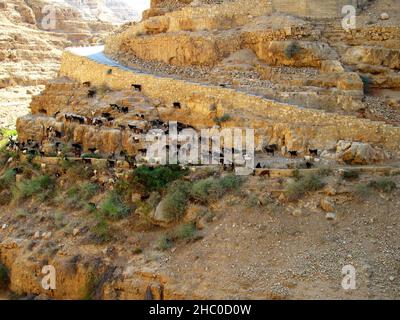 Eine Ziegenherde klettert auf einer sehr steilen Klippe auf der Suche nach Nahrung, Wasser und Steinsalz in der judäischen Wüste. Stockfoto