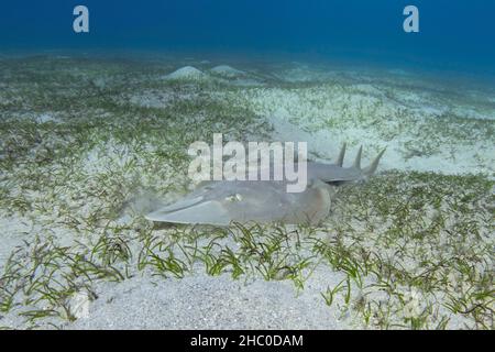 Halavi-Gitarrenfisch (Glaucostegus halavi) auf dem Meeresboden. Guitar-Hai-Fisch. Stockfoto