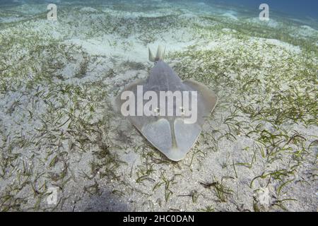 Halavi-Gitarrenfisch (Glaucostegus halavi) auf dem Meeresboden. Guitar-Hai-Fisch. Stockfoto