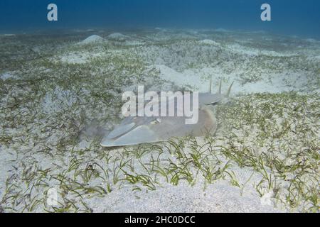 Halavi-Gitarrenfisch (Glaucostegus halavi) auf dem Meeresboden. Guitar-Hai-Fisch. Stockfoto