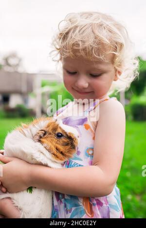 Kleines Mädchen hält und füttert Meerschweinchen. Kind spielt mit Haustieren. Nagetiere im Haushalt. Stockfoto