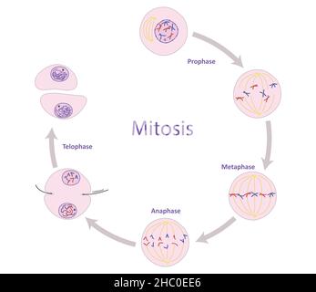 Mitose, Prozess der somatischen (nicht-reproduktiven) Zellteilung Stockfoto