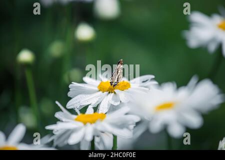 Schmetterling auf Blume Leucanthemum, Gänseblümchen, Ochsenauge-Gänseblümchen, Shasta-Gänseblümchen, Leucanthemum Superbum Blume im Garten im Blumenbeet im Sommer Stockfoto