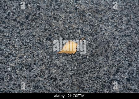 Grauer Asphalt und ein kleines gelbes Blatt. Einsames gefallenes Blatt auf der Straße Stockfoto