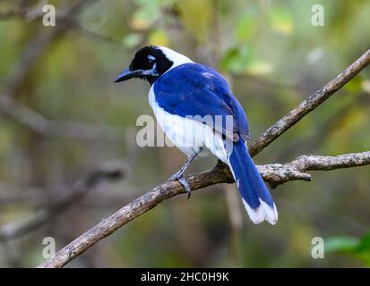 Ein Weißschwanzhäher (Cyanocorax mystacalis), der auf einem Ast thront. Ecuador, Südamerika. Stockfoto