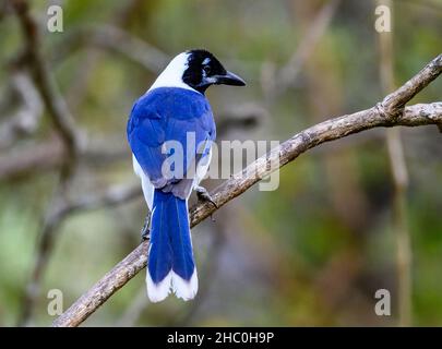 Ein Weißschwanzhäher (Cyanocorax mystacalis), der auf einem Ast thront. Ecuador, Südamerika. Stockfoto